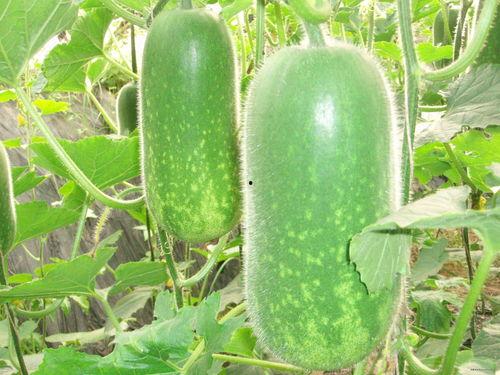 吃瓜大全网,揭秘娱乐圈幕后故事，带你领略明星真实生活