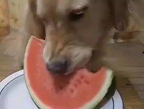 小笨象吃瓜,小笨象的夏日瓜果盛宴