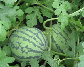 孕期可以吃大瓜吗,营养与安全的平衡之道