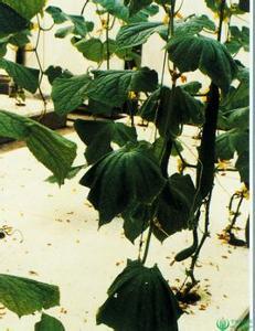 唐山秋瓜怎么吃,解锁秋季美味新体验