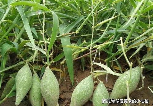 喝牛奶吃羊角瓜好吗,营养互补的健康饮食新选择