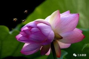 荷花姐吃瓜,揭秘娱乐圈幕后故事