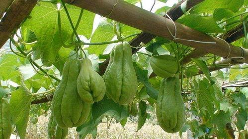 尿酸高可吃佛手瓜,佛手瓜助力降尿酸，健康生活新选择”