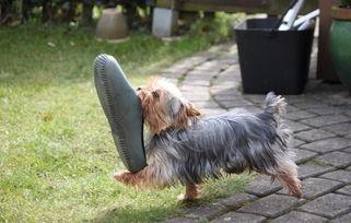 只会吃瓜的凯特宠物,瓜界新宠，吃瓜达人风采展示