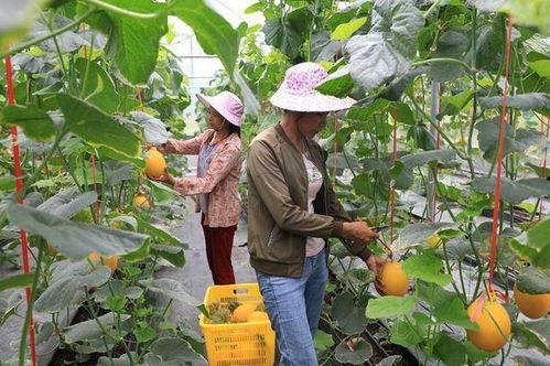 网红景区吃瓜,瓜田乐翻天，游客体验新潮流