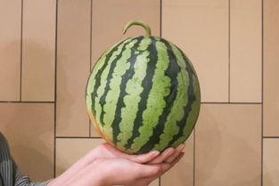 5元吃瓜,夏日炎炎，尽享清凉美味