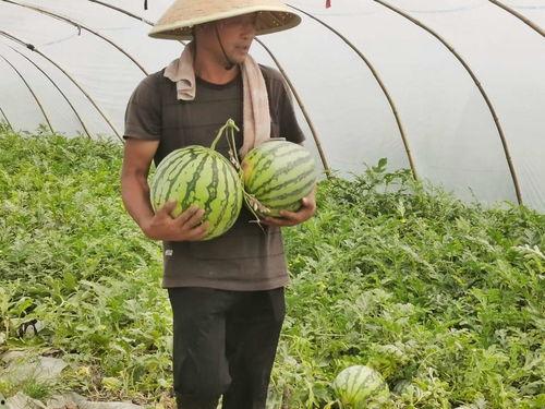 吃瓜 合集,盘点年度热门事件合集