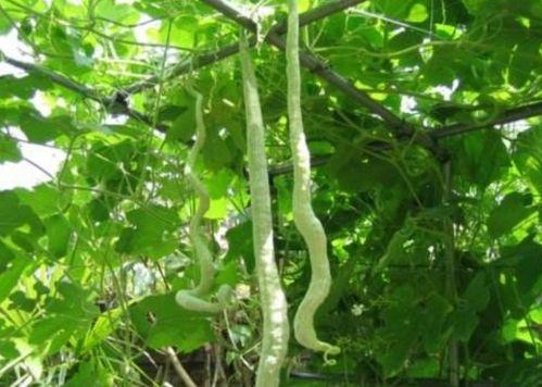 蛇瓜多久可以吃,从播种到品尝的等待之旅