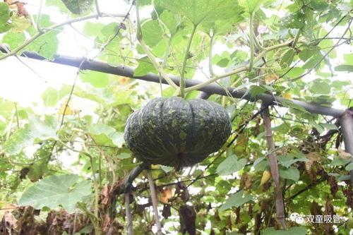 笼中雀吃瓜群,一场别开生面的吃瓜盛宴