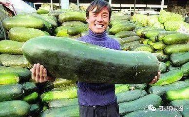 贵州人夏天吃的瓜是什么瓜,本土特色瓜果大揭秘