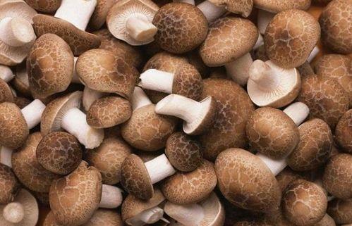 月经期间可以吃土瓜吗,土瓜在月经期间的适宜食用探讨