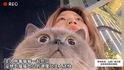 主人吃瓜猫咪也跟着吃瓜,猫咪也跟着主人吃瓜的趣味瞬间