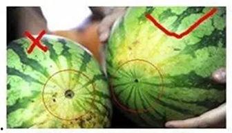 阜阳吃瓜小比赛,一场舌尖上的狂欢盛宴