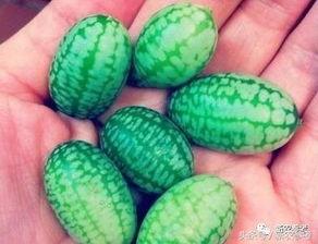 小地球吃瓜,揭秘网络热点的幕后故事