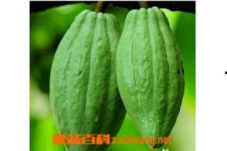 乳瓜怎么吃,探索美味与营养的完美融合